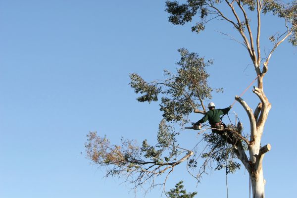 Oakland Tree Trimming