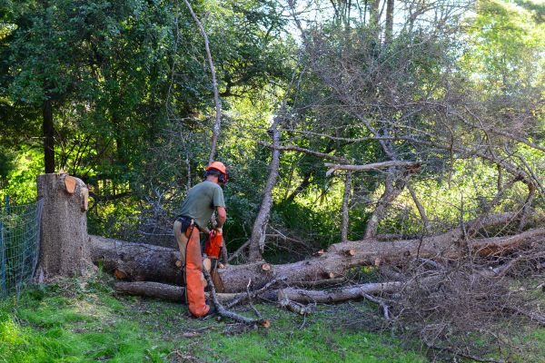 Oakland Tree Removal